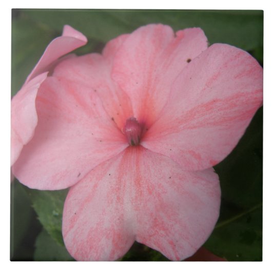 Blass Pink Impatians Blume Tile Fliese (Vorderseite)