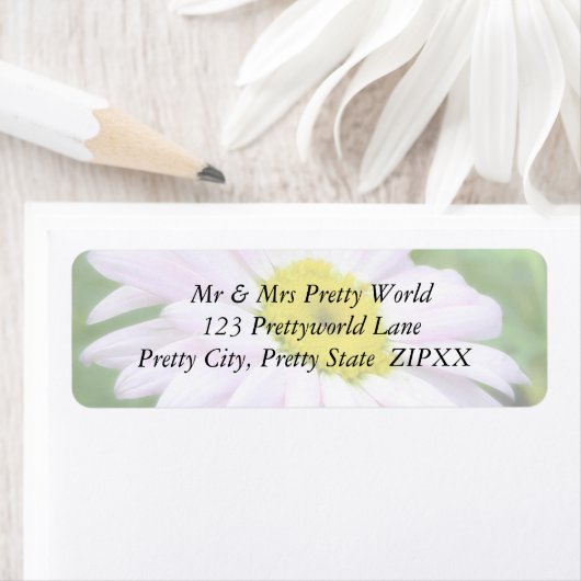 Blass Pink Painted Daisy (Insitu)