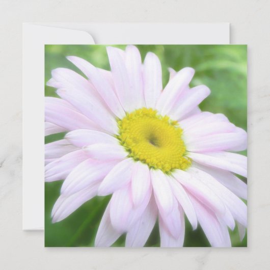 Blass Pink Painted Daisy Einladung (Rückseite)