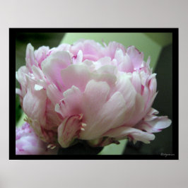 Blass Pink Peony Blossom Poster Prints