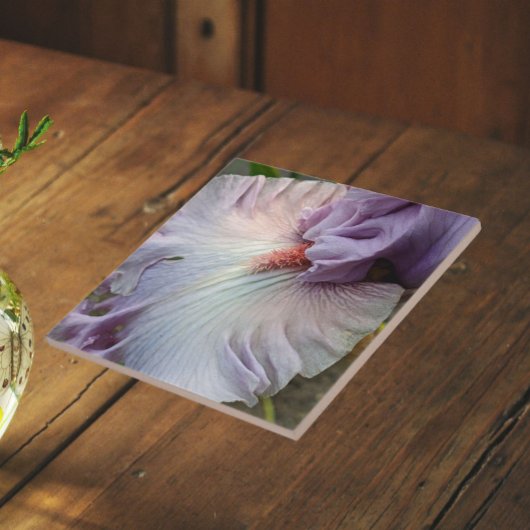 Blassbärtige Lila Iris Fliese