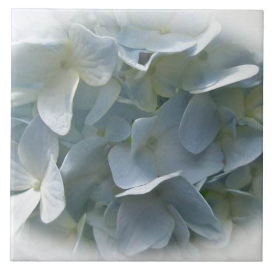 Blassblaue Hydrangea-Blume Fliese (Vorderseite)