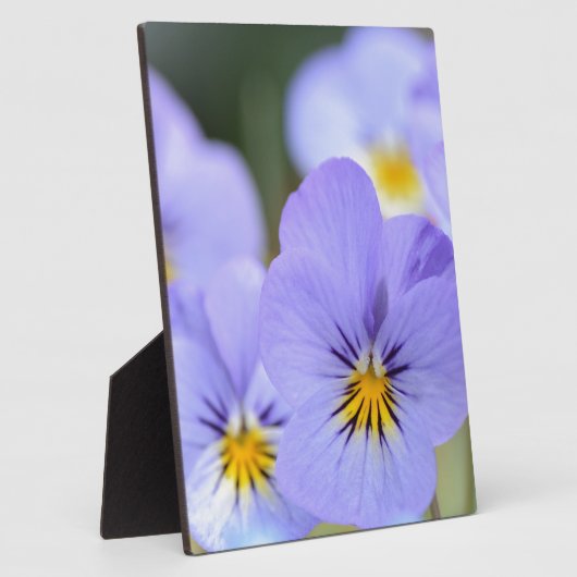 Blassblaue Stiefmütterchen Fotoplatte (Seite)