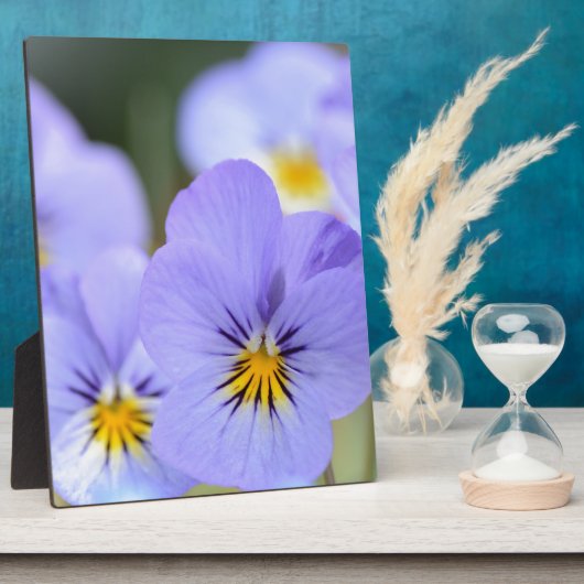 Blassblaue Stiefmütterchen Fotoplatte (Seite)