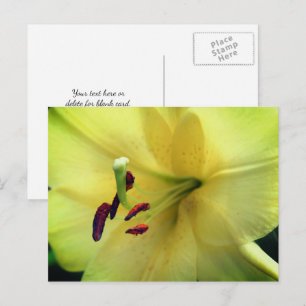 Blasse gelbe Lilienblütenfotografie Postkarte