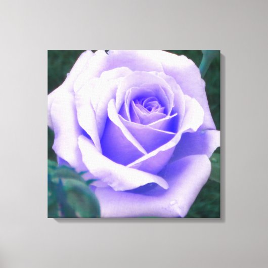 Blasse Lila Rose überzogene Canvas Print Leinwanddruck (Vorderseite)