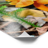 Blasse Orange Wildpilze 10x8 Natur Fotodruck (Ecke)