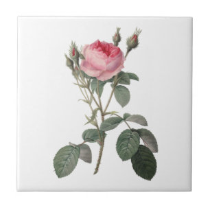 Blasse rosa alte Rosenmalerei Fliese