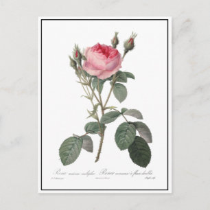 Blasse rosa alte Rosenmalerei Postkarte