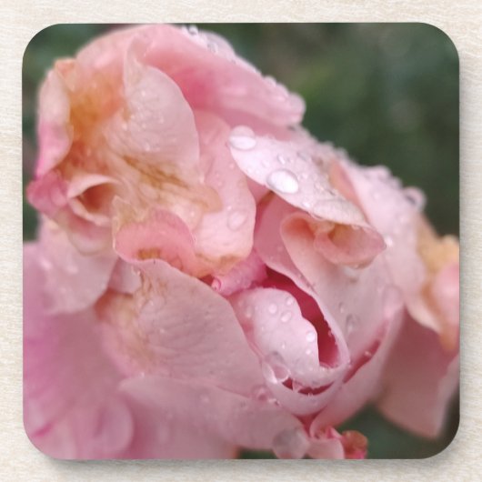 Blasse rosa Rose Getränkeuntersetzer (Vorderseite)