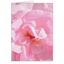 blasse rosa Rosenblüten