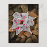 Blasse Rose mit rosa Streifen und Wassertropfen