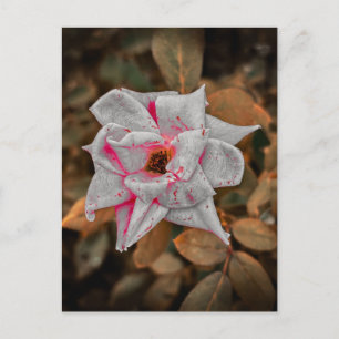 Blasse Rose mit rosa Streifen und Wassertropfen Postkarte