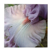 Blasse violette Bartiris-Blüte Fliese (Vorderseite)