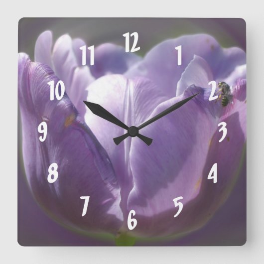 Blasser Lila Tulip mit Bienen-Blume Quadratische Wanduhr (Vorderseite)