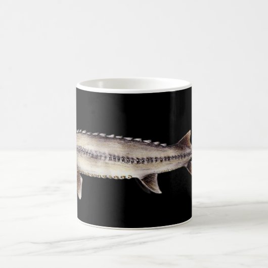 Blasser Stör - Scaphirhynchus albus Kaffeetasse (Mittel)