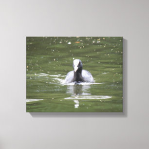 Blässerschwimmen Leinwanddruck