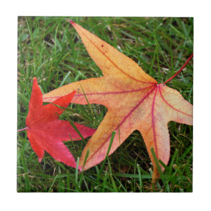Blassfarbenes Ahornleaf Fliese