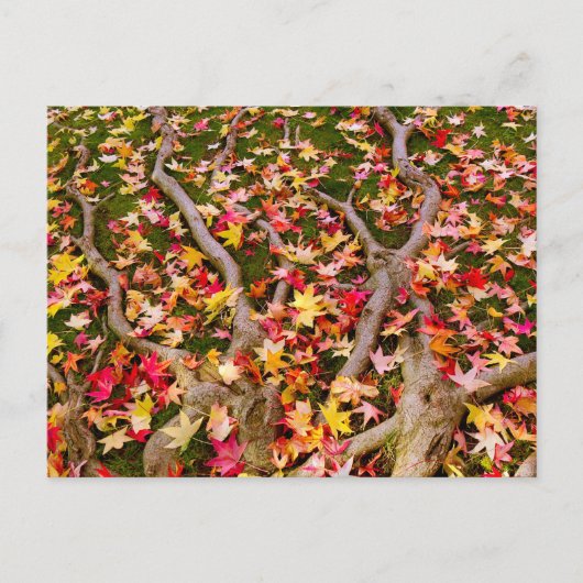 Blassfarbenes Ahornleaf Postkarte (Vorderseite)