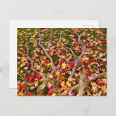 Blassfarbenes Ahornleaf Postkarte (Vorne/Hinten)