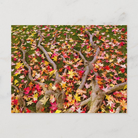 Blassfarbenes Ahornleaf Postkarte (Vorderseite)