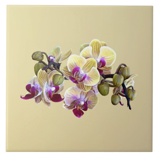 Blassgelb und Magenta Phalaenopsis Orchideen Fliese (Vorderseite)