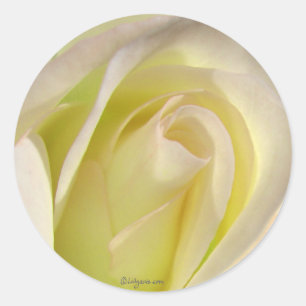 Blassgelbe Beige Rose-Sticker Runder Aufkleber