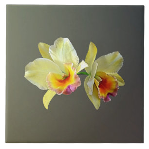 Blassgelbe Cattleya Orchias Tile Fliese