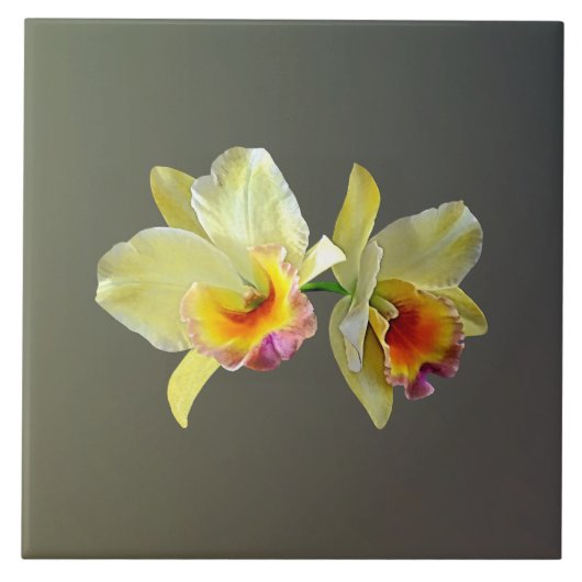 Blassgelbe Cattleya Orchias Tile Fliese (Vorderseite)