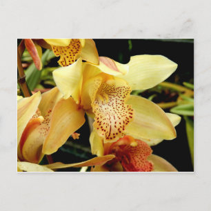 Blassgelbe Cymbidium-Orchideen-Postkarte Postkarte
