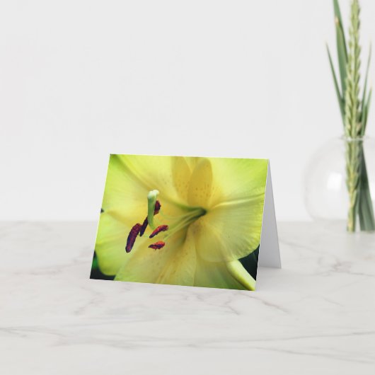 Blassgelbe Lilienblüten-Fotografie (Vorderseite)