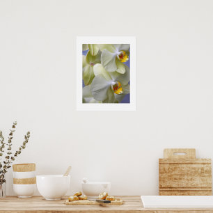 Blassgelbe Motte Orchius florale Poster
