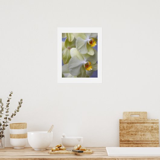 Blassgelbe Motte Orchius florale Poster (Küche)