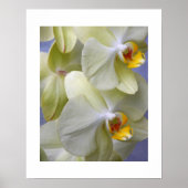 Blassgelbe Motte Orchius florale Poster (Vorne)