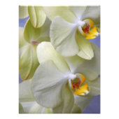 Blassgelbe Phalaenopsis Orchideen Fotodruck (Vorne)