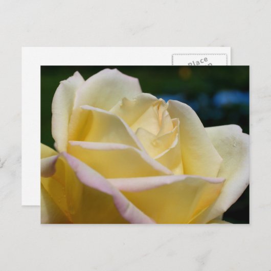 Blassgelbe Rose Blume Postkarte (Vorne/Hinten)