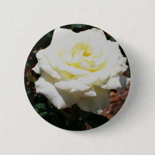 Blassgelbe Rose Button