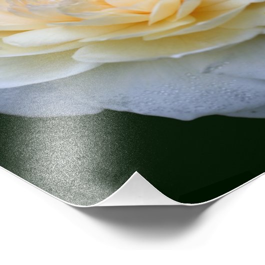 Blassgelbe Rose im Blut 8x10 Fotodruck (Ecke)