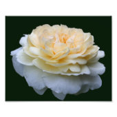 Blassgelbe Rose im Blut 8x10 Fotodruck (Vorne)