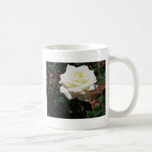 Blassgelbe Rose