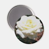 Blassgelbe Rose Magnet (Vorderseite/Rückseite)