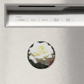 Blassgelbe Rose Magnet (In Situ (Geschirrspüler))