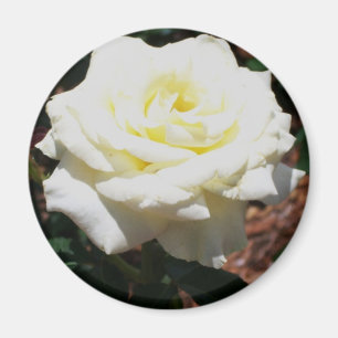 Blassgelbe Rose Magnet