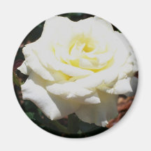 Blassgelbe Rose