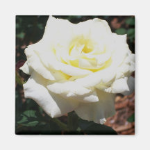 Blassgelbe Rose
