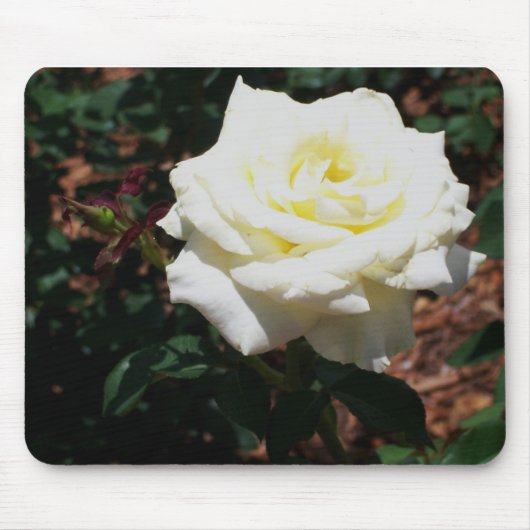 Blassgelbe Rose Mousepad (Vorne)