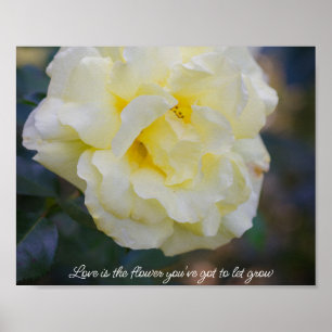 Blassgelbe Rose Poster
