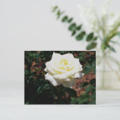 Blassgelbe Rose Postkarte (Stehend Vorderseite)