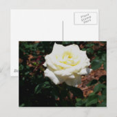 Blassgelbe Rose Postkarte (Vorne/Hinten)