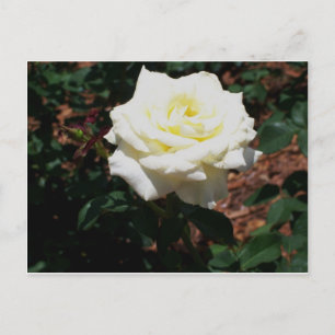 Blassgelbe Rose Postkarte